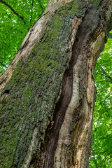 Abgestorbene Rotbuche (Fagus sylvatica)