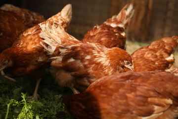 chickens and rooster walk on the grass, chicken coop, chicken breeding