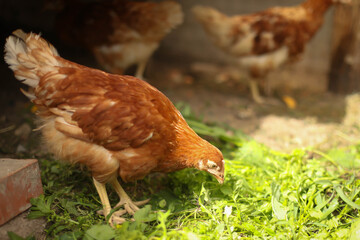 chickens and rooster walk on the grass, chicken coop, chicken breeding