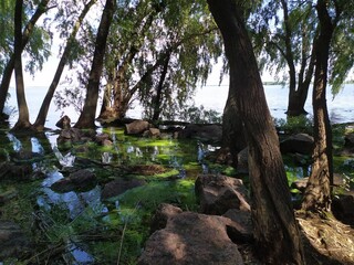 Trees over the river