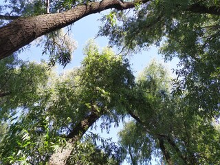 Trees over the river