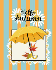 Fototapeta na wymiar Vector banner Hello Autumn with blue orange striped, daisy flowers, umbrella, maples leaves falling on the ground, illustration for Autumn or Fall seasons background banner, poster, sale and flyers