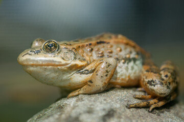 Northern Leopard Frog on a Rock