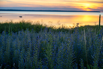 Blueweed wildflowers with ocean sunset background