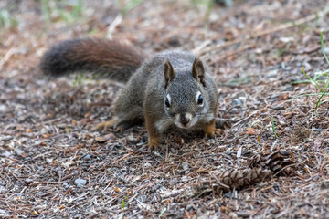 American Red Squirrel (Tamiasciurus hudsonicus)