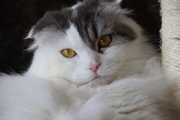 猫
