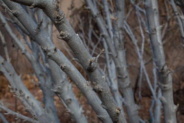 Bare branches winter seasonal background in browns, selective focus, horizontal aspect