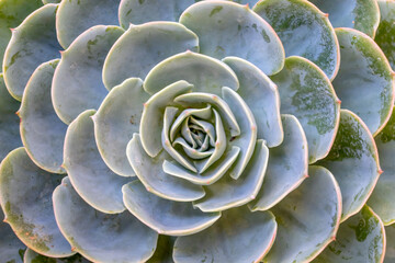 succulent plants in a plant pot in the sunlight 