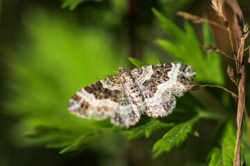 Common carpet moth, butterfly on green leaf
