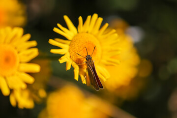 Lulworth skipper,Thymelicus acteon, on yellow flower