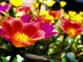 The Garden Beauty!!!