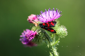Six-spot burnet sitting on thistle blossom