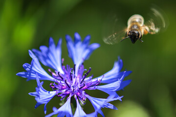 Flying bee nearby blue cornflower