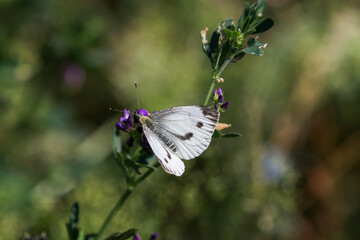 Close-up of cabbage white butterfly, pieris brassicae