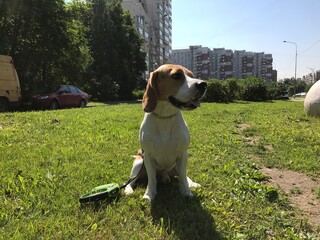 beagle in the park