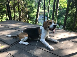 beagle in a park