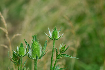 Wild Teasel Inflorescence in Summer