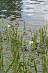 Weiße Seerosen und Lotosblätter im Gartenteich
