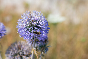 Big yellow and black striped bee is flying around a big bright purple spheric flower also known as "echinops ritro" and gathering a pollen.