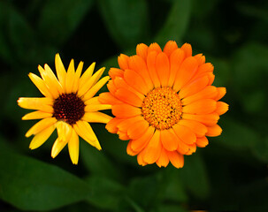 Two flowers. Bright yellow Gerbera on green foliage