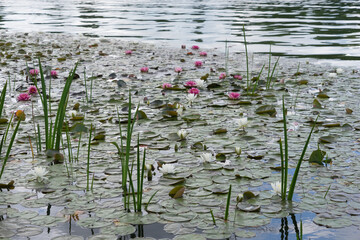 Weiße und pinkfarbene Seerosen, Lotosblätter und Schilfgras im Teich © tina7si