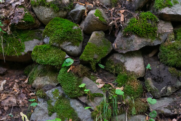 Green moss is growing on stones in forest