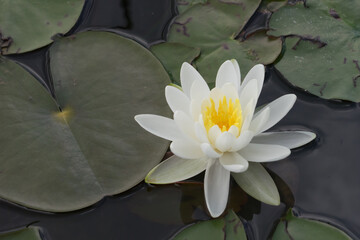 Weiße Seerose im Gartenteich © tina7si