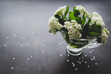 Spirea branches with white delicate flowers and green leaves in a small glass vase on a black background with scattered petals. Copy space