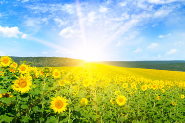 A field with blooming sunflowers and a sunrise on the horizon.