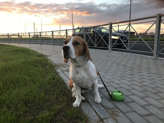 beagle in the yard