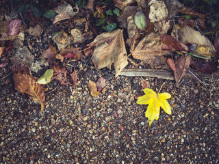 Autumn leaves fallen on the ground