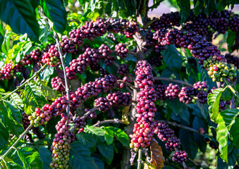 Ripe fruits coffee tree in Da Lat, Vietnam
