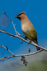 Cedar Waxwing (Bombycilla cedrorum), Idaho