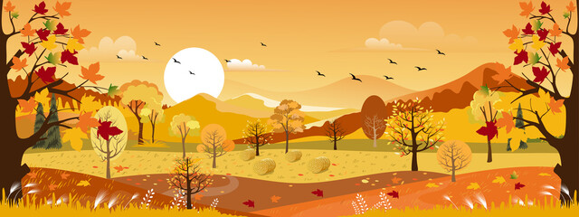  Vector Autumn panorama landscape farm field with orange sky, Beautiful sunset in Autumn at countryside with panorama view in yellow foliage,Fall season background