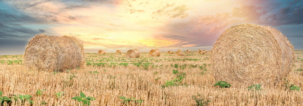 Straw Bale, Straw Rolls On Farmer Field And  Dramatic Sunset Cloudy Sky