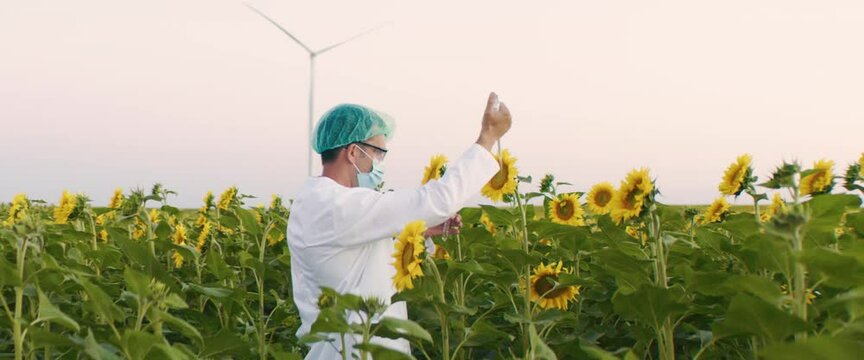 A Food Engineer or a Scientist using a pipette and inspecting the plants in the Sunflowers Field. GMO food concept. Shot on RED Helium with anamorphic lenses.