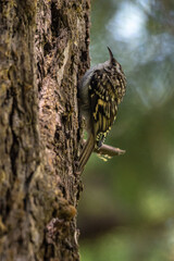 Brown Creeper (Certhia americana), Idaho