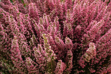 Fototapeta premium Close-up of blooming pink Heather. Selective focus. Beautiful floral background 
