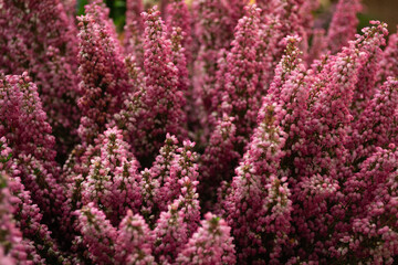 Close-up of blooming pink Heather. Selective focus. Beautiful floral background

