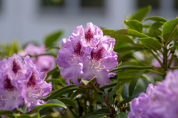 Azalea japonica blue jay purple white spotted bunch of flowers in bloom, beautiful flowering plant branches