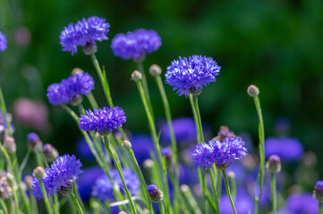 Centaurea cyanus blue cultivated flowering plant in the garden, group of beautiful cornflowers flowers in bloom
