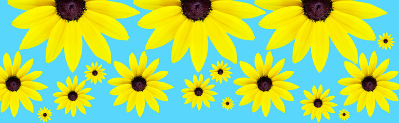 chamomile icon set. Cute floral plant collection. Asteraceae family, on isolated background. banner, high resolution and image detail, top view