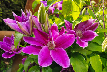 Flowers of perennial clematis vines in the garden. Beautiful clematis flowers near the house. Clematis climbs into the garden near the house.