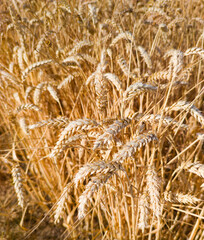 Wheat cultivation near the Dolmen in the Alto de la huesera in Laguardia in the Rioja Alavesa with the Sierra de Cantabria in the background. Alava, Basque Country, Spain, Europe