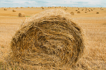 Close-up of a huge bale of hay on the background of harvested field with many straw bales

