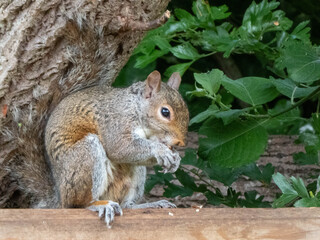 a squirrel sitting on the fence eating his forages nuts