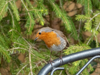 Fototapeta premium robin sitting in the garden by the fir tree
