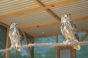 Eurasian eagle-owl (Bubo bubo) sitting in a cage