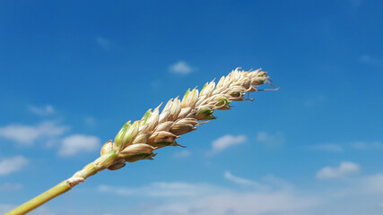 Simple wheat crop on blue sky background