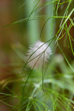 Beautiful Feather Caught On Fennel Fronds 